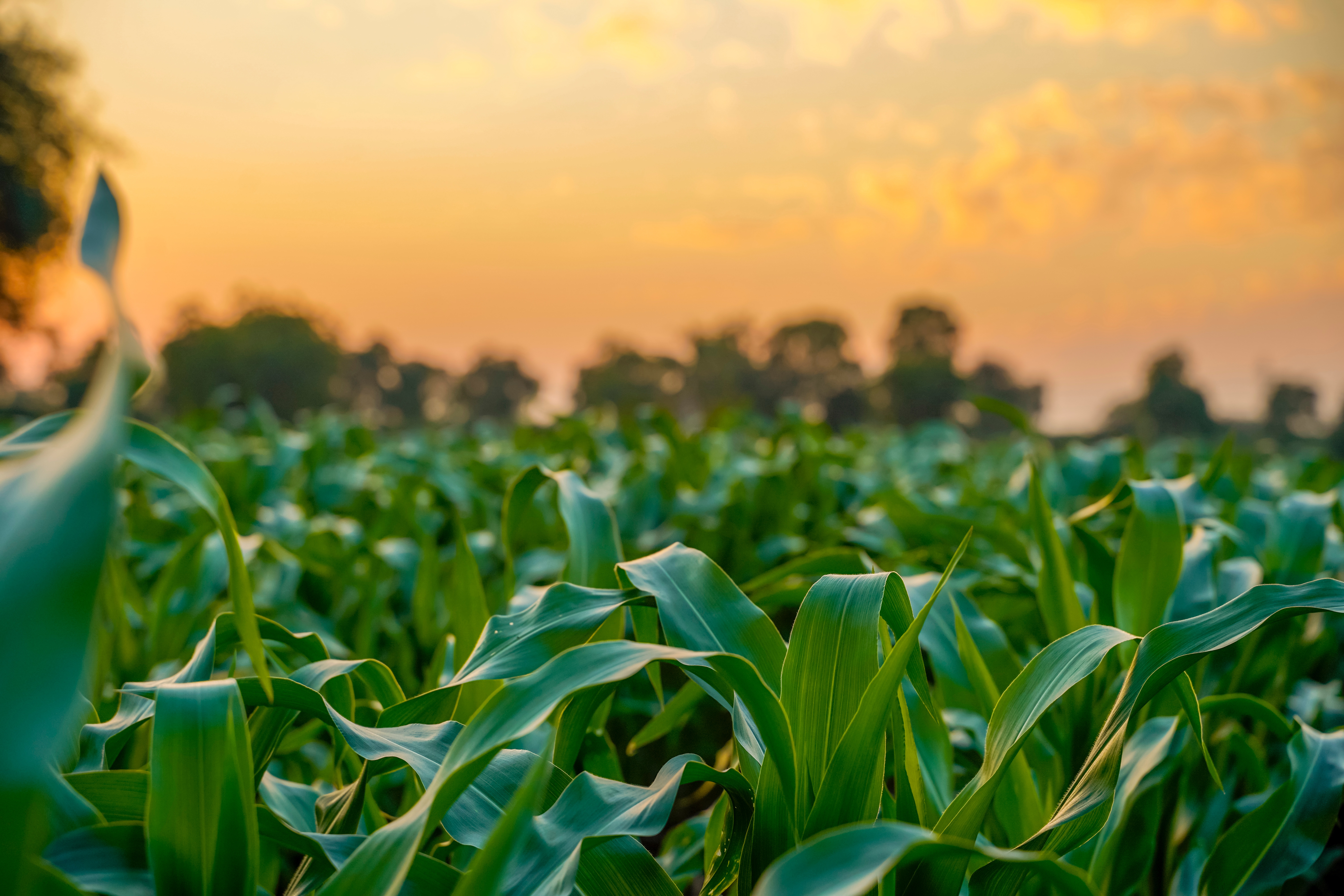 Webinar: Who Owns the Problem? Climate Action and Food Waste